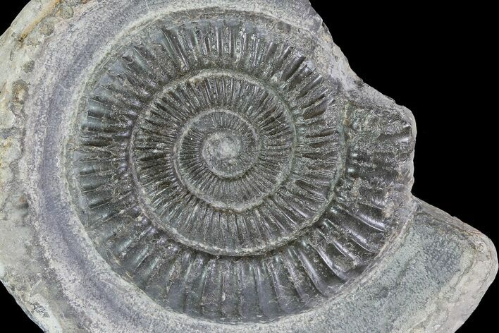 Dactylioceras Ammonite Fossil - England #84925